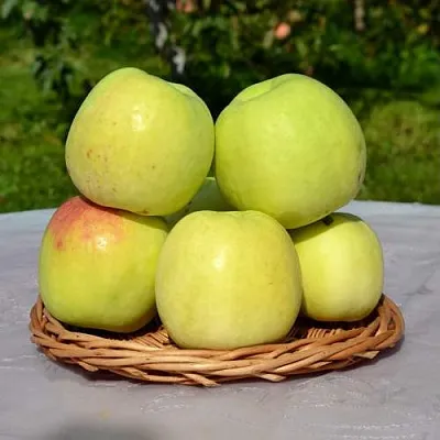 Яблоня БИРСКОЕ ГРУШЕВОЕ (БИЧИК)  Яблоня БИРСКОЕ ГРУШЕВОЕ (БИЧИК) в Красногорске