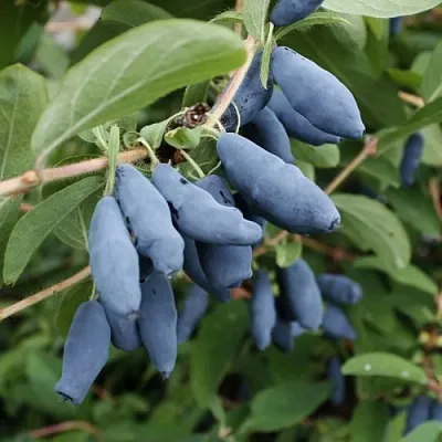 Жимолость съедобная ТОМИ японская  Жимолость съедобная ТОМИ японская в Красногорске