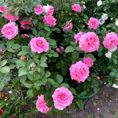 Саженцы роз ЭШЛИ чайно-гибридная — описание сорта Саженцы роз ЭШЛИ чайно-гибридная в Красногорске