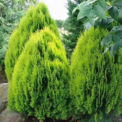 Туя восточная в Красногорске