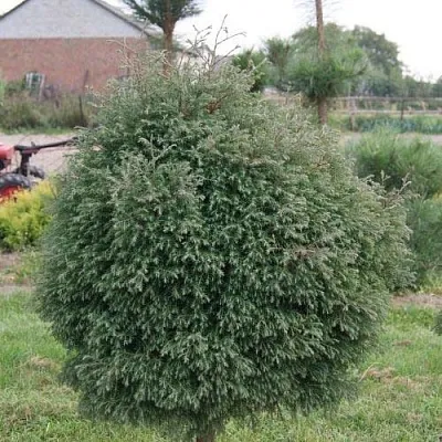 Туя вересковидная в Красногорске