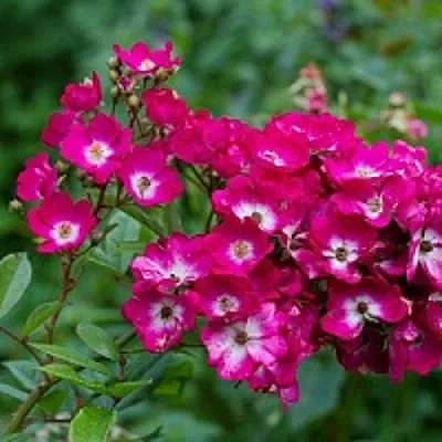 Саженцы роз МАРДЖОРИ ФЕЙР полиантовая  Саженцы роз МАРДЖОРИ ФЕЙР полиантовая в Красногорске