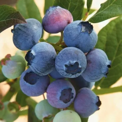 Голубика ОСОРНО — описание сорта Голубика ОСОРНО в Красногорске