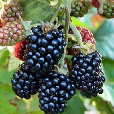 Ежевика ОУАЧИТА бесшипная — описание сорта Ежевика ОУАЧИТА бесшипная в Красногорске