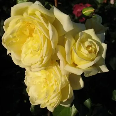 Саженцы роз КАЗИНО плетистая  Саженцы роз КАЗИНО плетистая в Красногорске