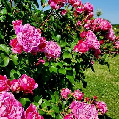 Саженцы роз ИНЕС САСТР плетистая  Саженцы роз ИНЕС САСТР плетистая в Красногорске