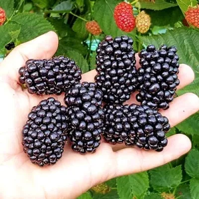 Ежевика ОУАЧИТА бесшипная — описание сорта Ежевика ОУАЧИТА бесшипная в Красногорске