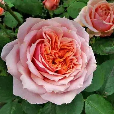 Саженцы роз ПОЛЬ БОКЮЗ шраб  Саженцы роз ПОЛЬ БОКЮЗ шраб в Красногорске