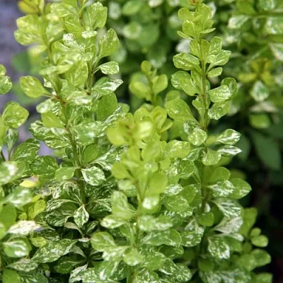 Барбарис ПАУ ВАУ тунберга  Барбарис ПАУ ВАУ тунберга в Красногорске