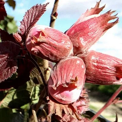 Фундук АЛЫЙ ПАРУС в Красногорске