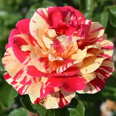 Саженцы роз ВАНИЛЛА ФРАЙЗ плетистая  Саженцы роз ВАНИЛЛА ФРАЙЗ плетистая в Красногорске