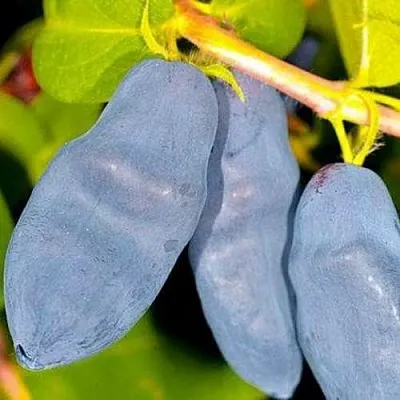 Жимолость съедобная ДЛИННОПЛОДНАЯ  Жимолость съедобная ДЛИННОПЛОДНАЯ в Красногорске