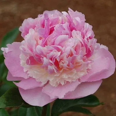 Пион ЭНДЖЕЛ ЧИКС травянистый  Пион ЭНДЖЕЛ ЧИКС травянистый в Красногорске