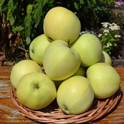 Яблоня ПАПИРОВКА  Яблоня ПАПИРОВКА в Красногорске