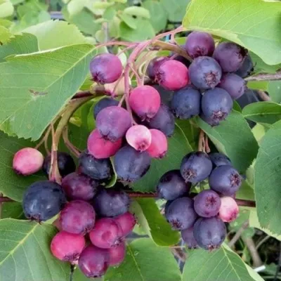 Ирга НОРТЛАЙН — описание сорта Ирга НОРТЛАЙН в Красногорске