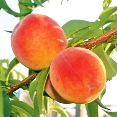 Персик ОНТАРИО в Красногорске