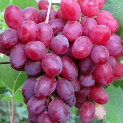 Виноград КИШМИШ ВЕЛЕС в Красногорске