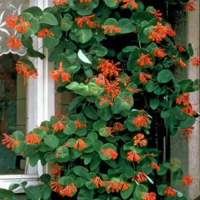 Жимолость ДРОМПОР СКАРЛЕТТ брауна в Красногорске