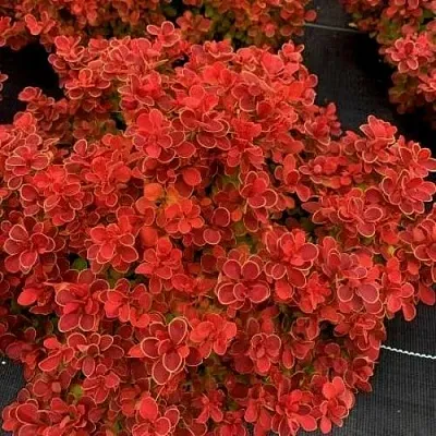 Барбарис РЕД ХОТ ЧИЛИ тунберга  Барбарис РЕД ХОТ ЧИЛИ тунберга в Красногорске