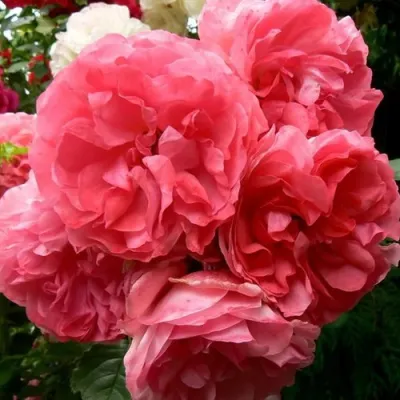 Саженцы роз РОЗЕУМ ЮТЕРСОН плетистая — описание сорта Саженцы роз РОЗЕУМ ЮТЕРСОН плетистая в Красногорске