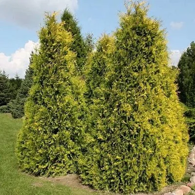 Туя АУРЕОСПИКАТА западная в Красногорске