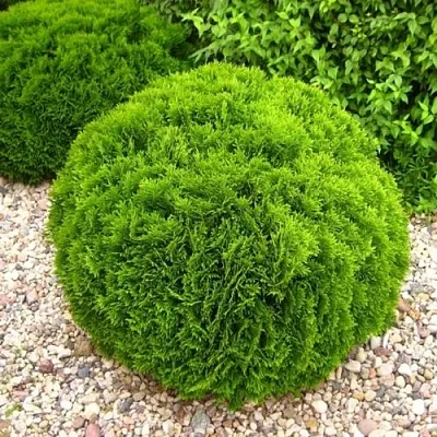 Туя ДАНИКА западная в Красногорске