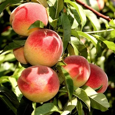 Персик НОВОСЕЛКОВСКИЙ в Красногорске