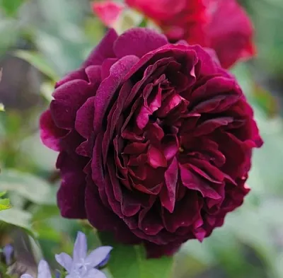 Саженцы роз МАНСТЕД ВУД английская  Саженцы роз МАНСТЕД ВУД английская в Красногорске