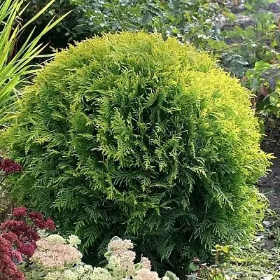 Туя ЕЛЛОУ ГЛОБ западная в Красногорске