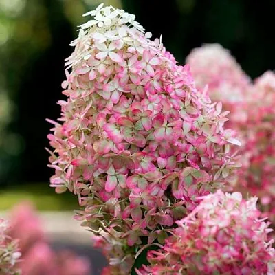 Гортензия РОЯЛ ФЛОВЕР метельчатая в Красногорске