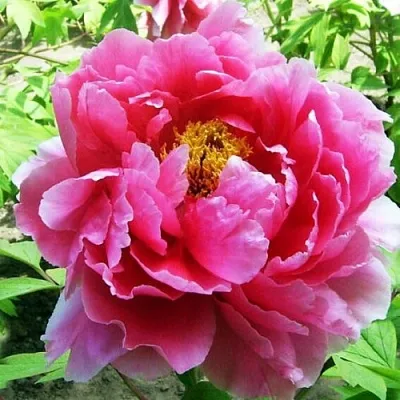 Пион ВОСХОД СОЛНЦА древовидный  Пион ВОСХОД СОЛНЦА древовидный в Красногорске