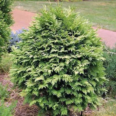 Туя ВАРЕАНА ЛЮТЕСЦЕНС западная в Красногорске