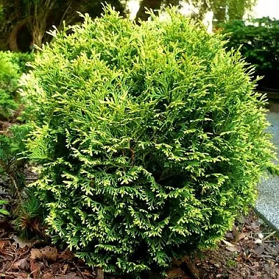 Туя ВОТЕРФИЛД западная в Красногорске