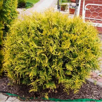 Туя КОЛЛЕРС ГОЛД складчатая в Красногорске