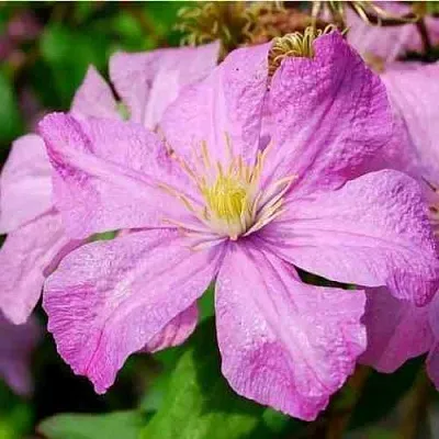 Клематис КОМТЕСС ДЕ БУШО в Красногорске