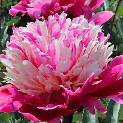 Пион ДЕЙДРИМ травянистый  Пион ДЕЙДРИМ травянистый в Красногорске