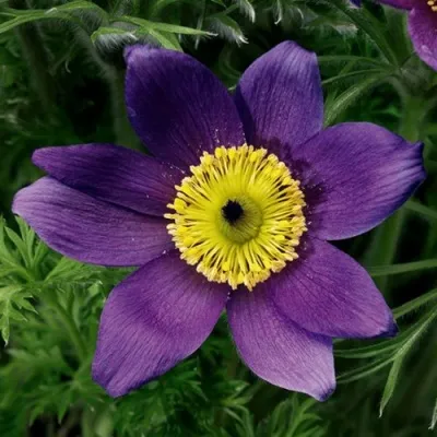 Прострел ПИНВИЛ БЛЮ ШЕЙДЕС в Красногорске