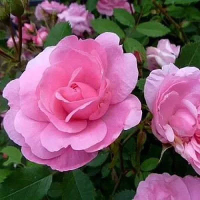 Саженцы роз ДЖОН ДЭВИС плетистая  Саженцы роз ДЖОН ДЭВИС плетистая в Красногорске