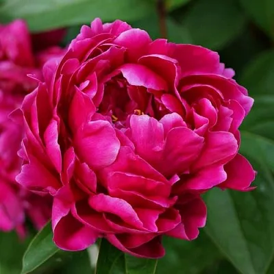 Пион ЛУИ ВАН-ГУТТ травянистый  Пион ЛУИ ВАН-ГУТТ травянистый в Красногорске