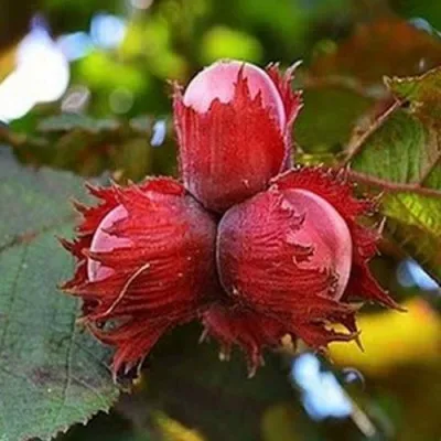 Фундук КРАСНЫЙ ЯНТАРЬ — описание сорта Фундук КРАСНЫЙ ЯНТАРЬ в Красногорске