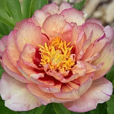 Пион КЭЛЛИС МЕМОРИ ито-гибрид  Пион КЭЛЛИС МЕМОРИ ито-гибрид в Красногорске