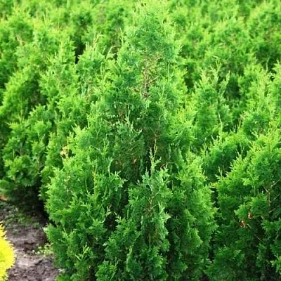 Туя СПИРАЛИС западная в Красногорске