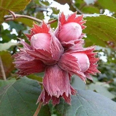 Фундук СКАРЛЕТТ в Красногорске