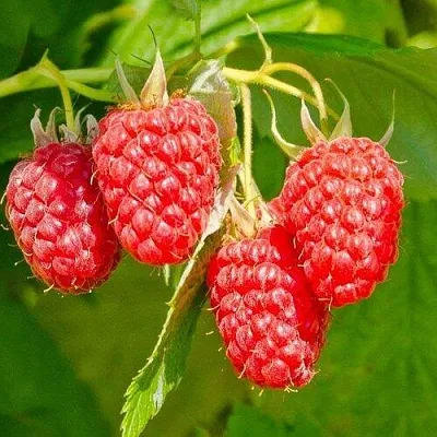 Малина ИЗОБИЛЬНАЯ  Малина ИЗОБИЛЬНАЯ в Красногорске