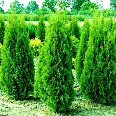 Туя ВИДМАНТ западная в Красногорске