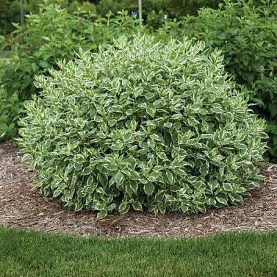 Дерен ЭЛЕГАНТИССИМА белый в Красногорске