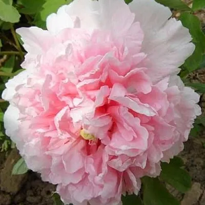 Пион БУКЕТ РОЗОВЫХ ГВОЗДИК древовидный  Пион БУКЕТ РОЗОВЫХ ГВОЗДИК древовидный в Красногорске