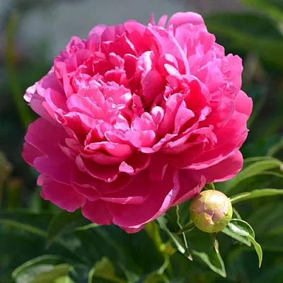 Пион БУШЕЛА травянистый  Пион БУШЕЛА травянистый в Красногорске