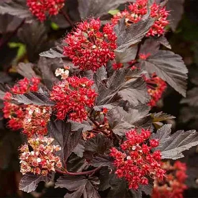 Пузыреплодник РЕД БАРОН в Красногорске