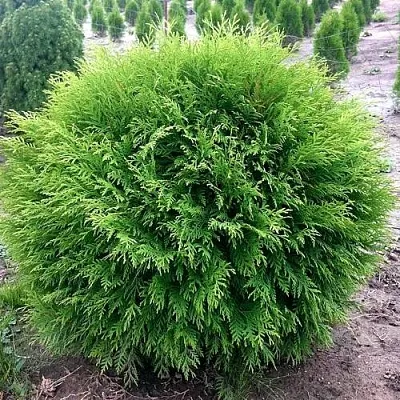 Туя ЛИТЛ ЧЕМПИОН западная в Красногорске